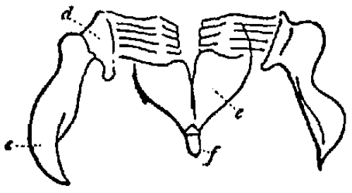 Brachionus urceolaris