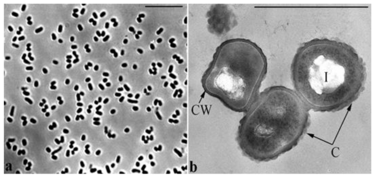 Brevibacterium epidermidis
