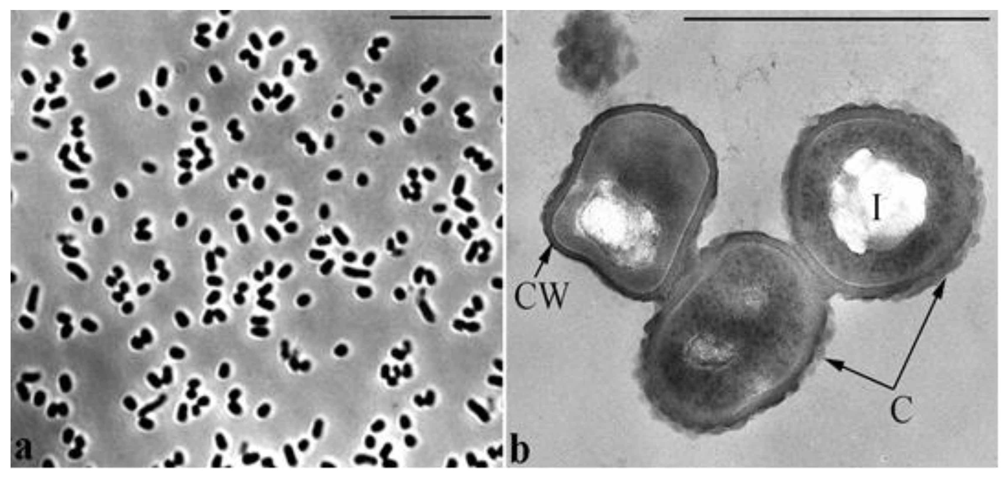 Brevibacterium epidermidis
