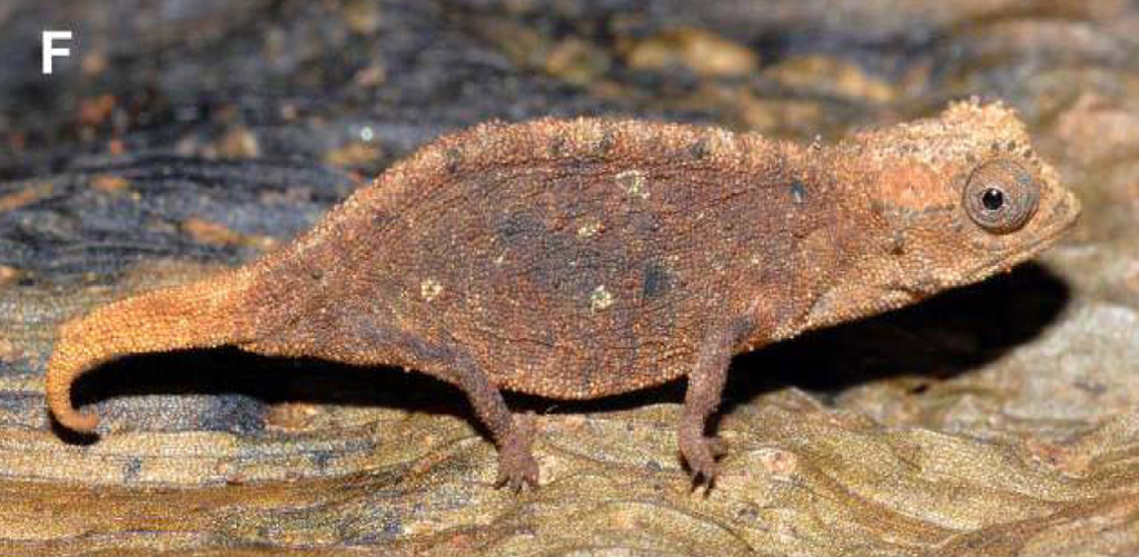 Brookesia micra (Brookesia micra)