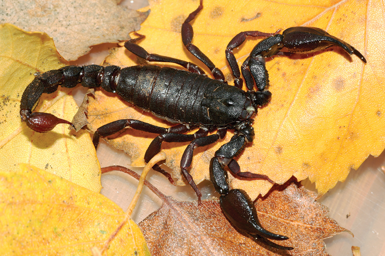 Brotheas granulatus