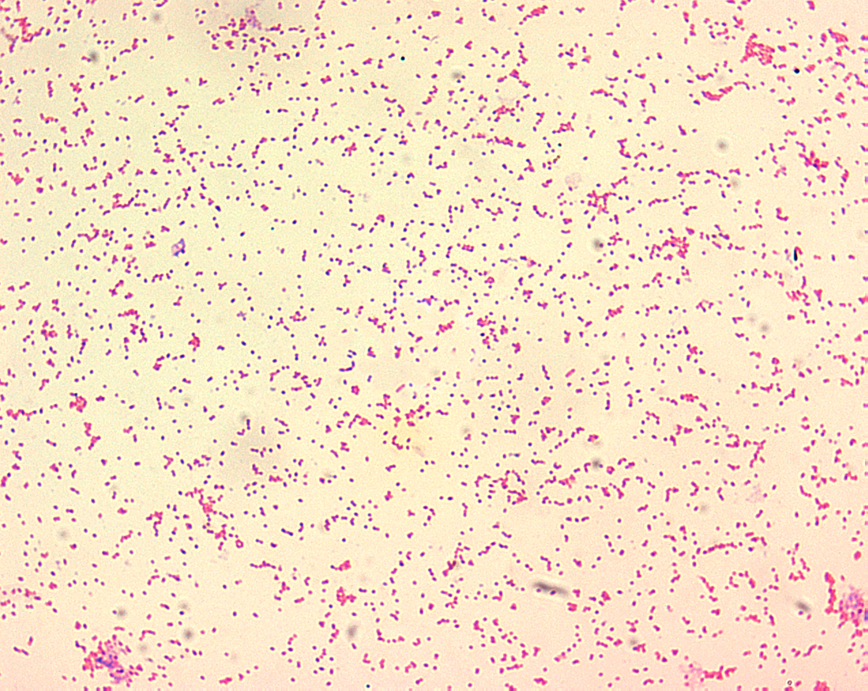 Brucella abortus