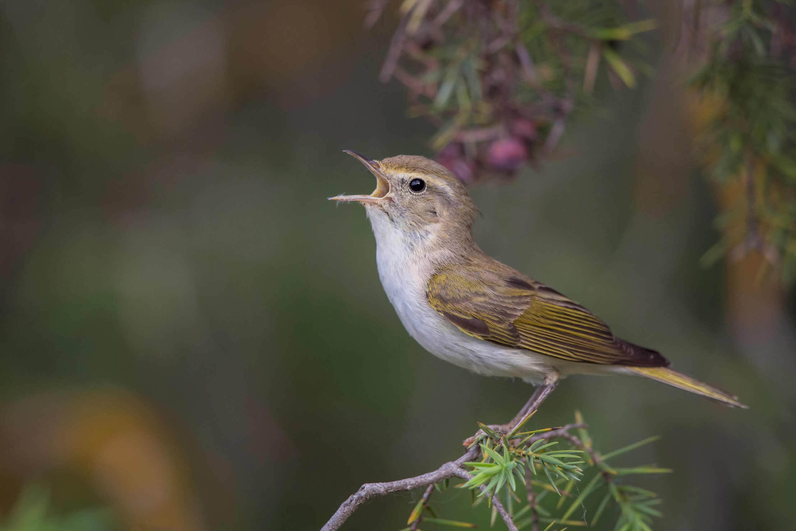 budníček horský (Phylloscopus bonelli)