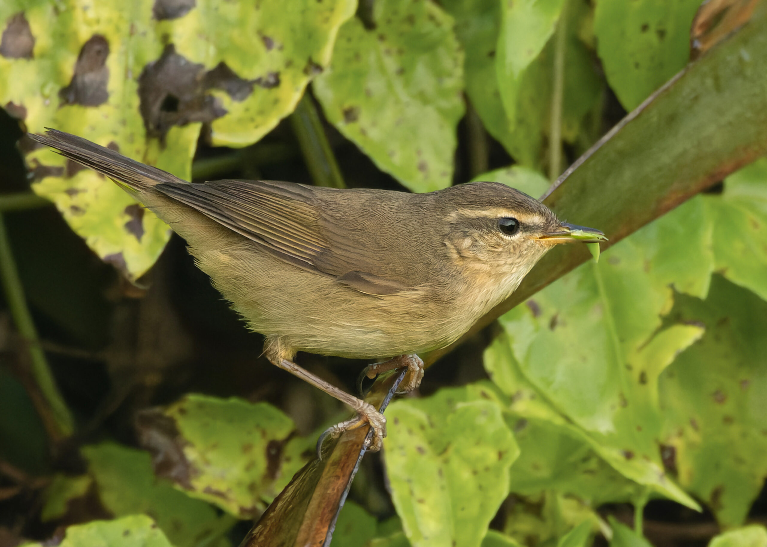 budníček temný (Phylloscopus fuscatus)