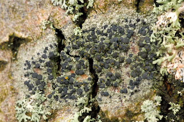 buelie tečkovaná (Amandinea punctata)