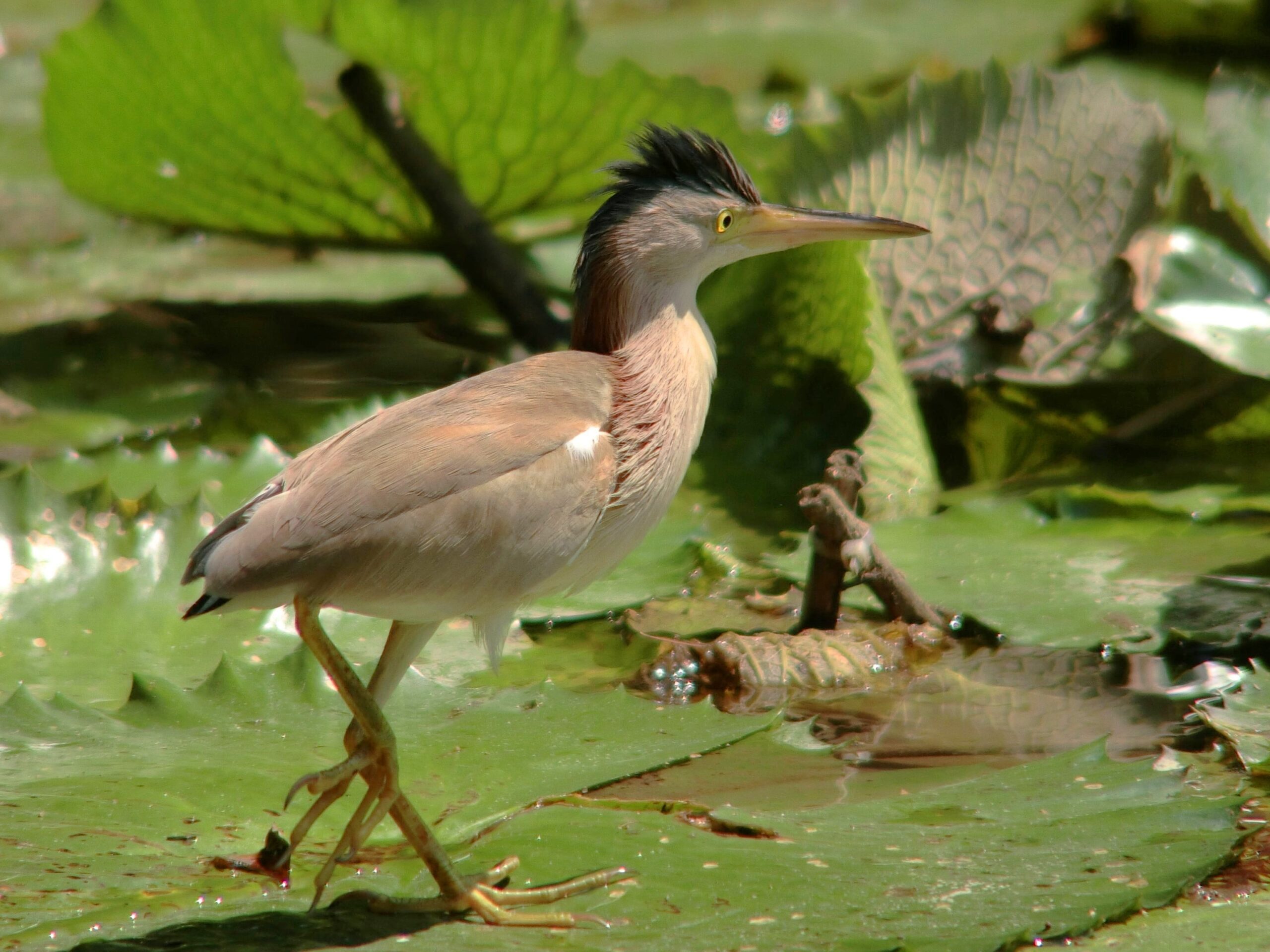 bukáček žlutonohý (Ixobrychus sinensis)