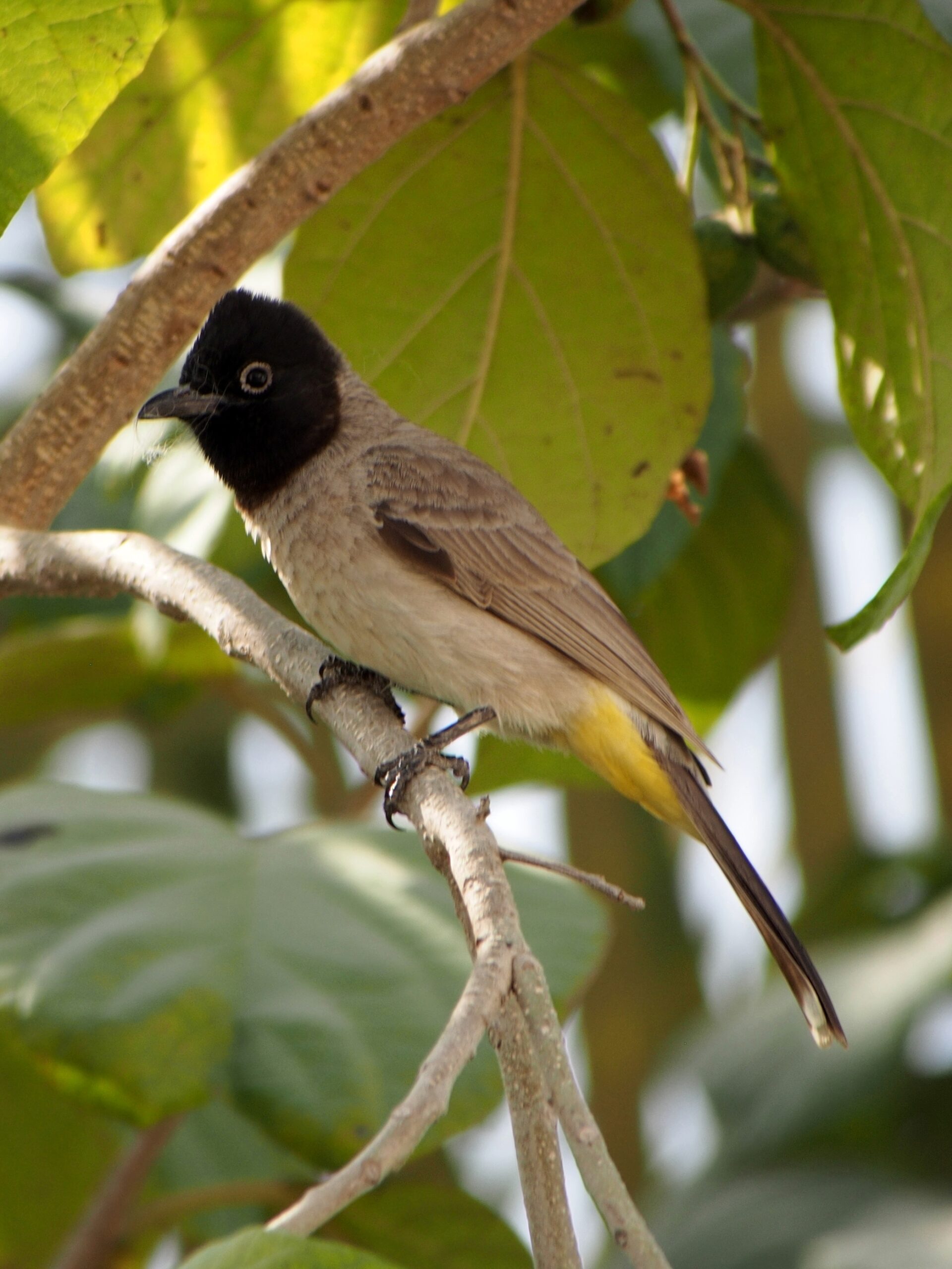 bulbul arabský