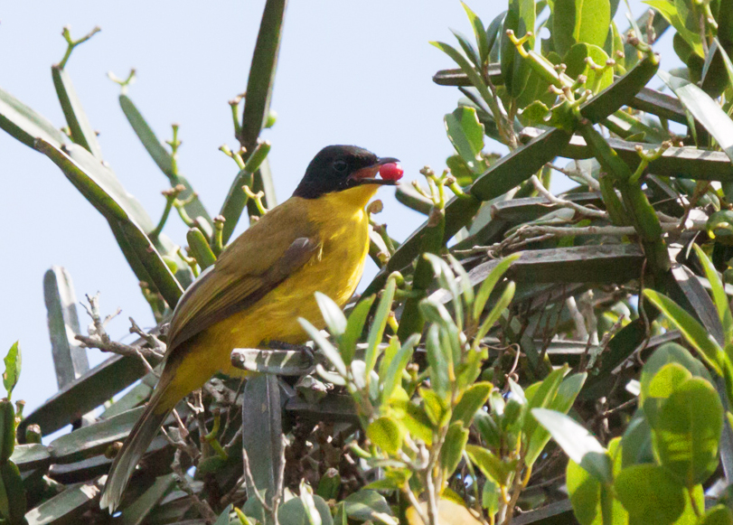 bulbul černochocholatý (Rubigula melanictera)