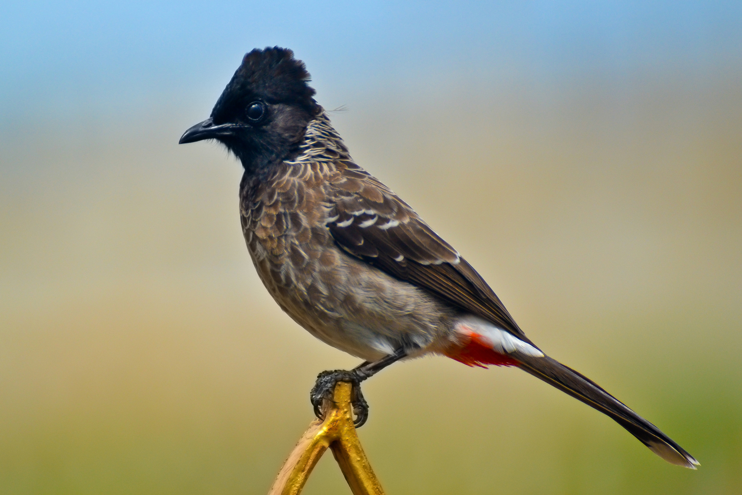 bulbul šupinkový (Pycnonotus cafer)
