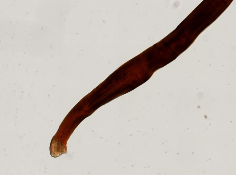 Bunostomum trigonocephalum Bunostomum trigonocephalum