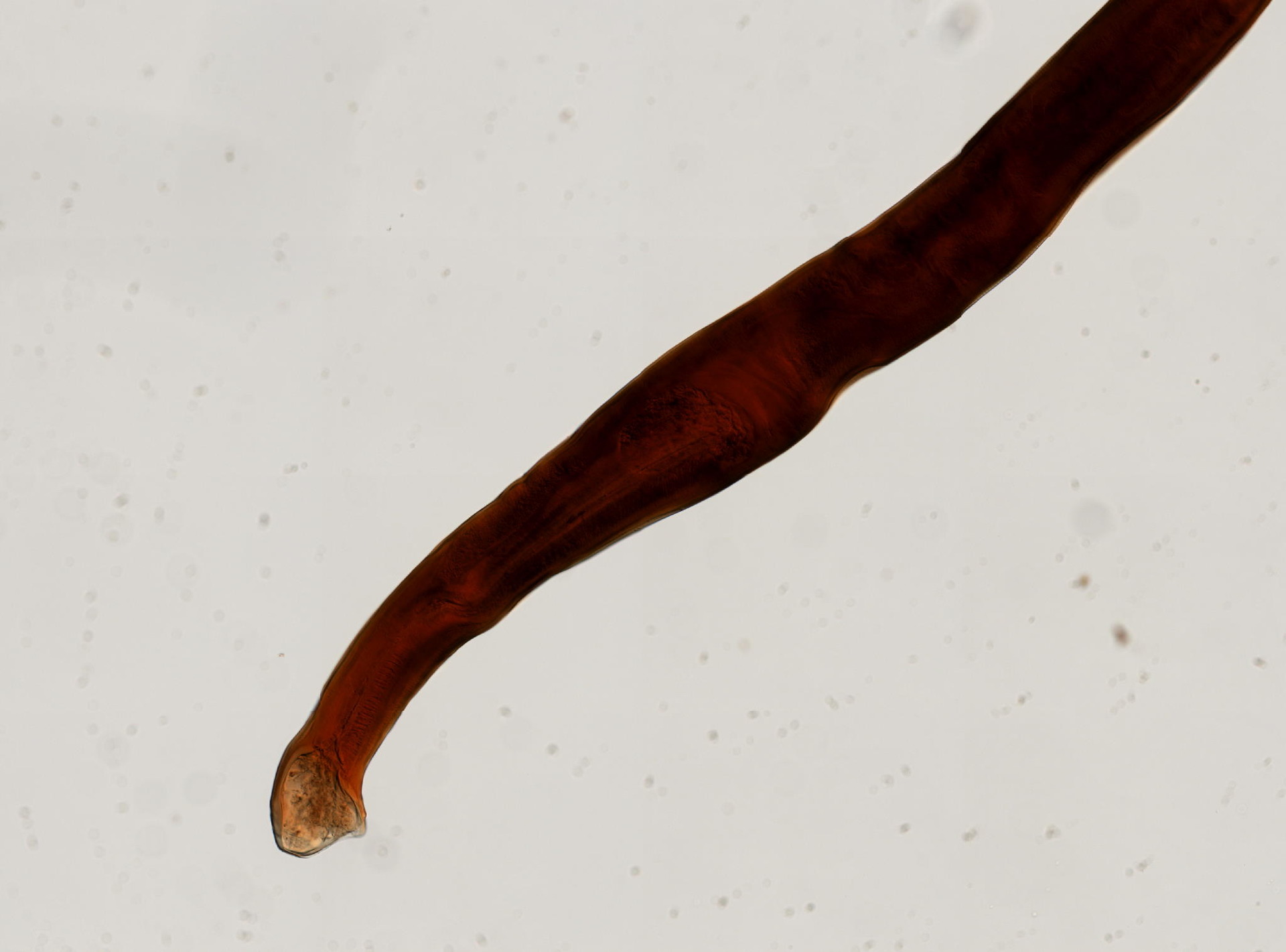 Bunostomum trigonocephalum