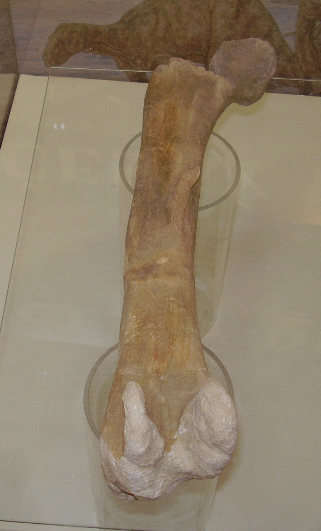 Burianosaurus