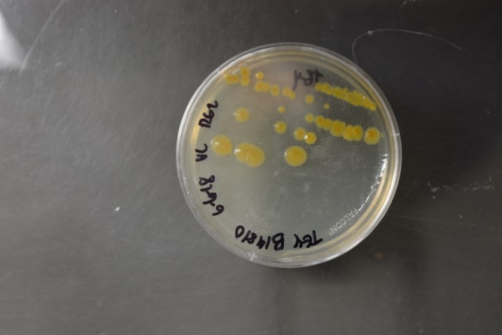 Burkholderia cepacia
