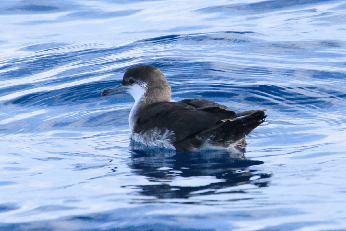 buřňák Audubonův (Puffinus lherminieri)