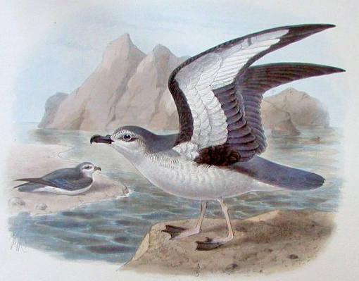 buřňák chathamský (Pterodroma axillaris)