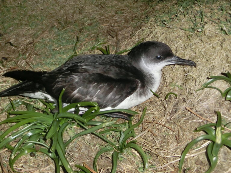 buřňák severní (Puffinus puffinus)