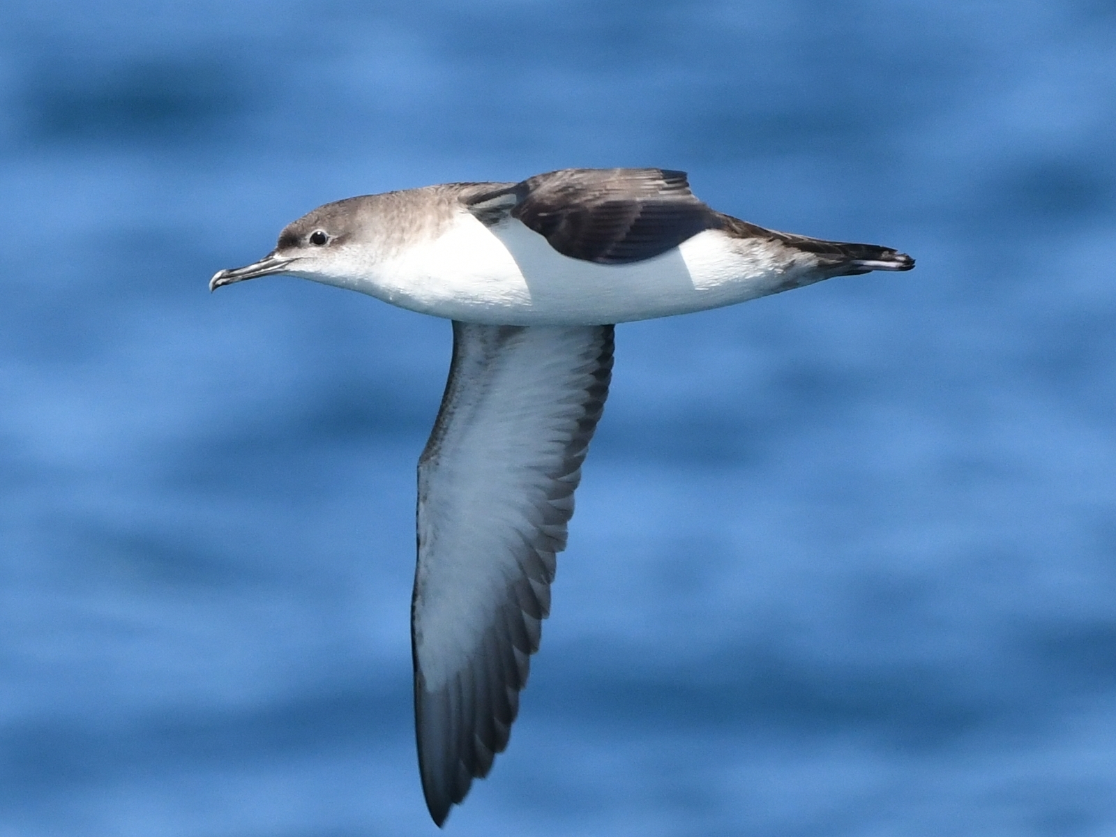 buřňák středomořský (Puffinus yelkouan)