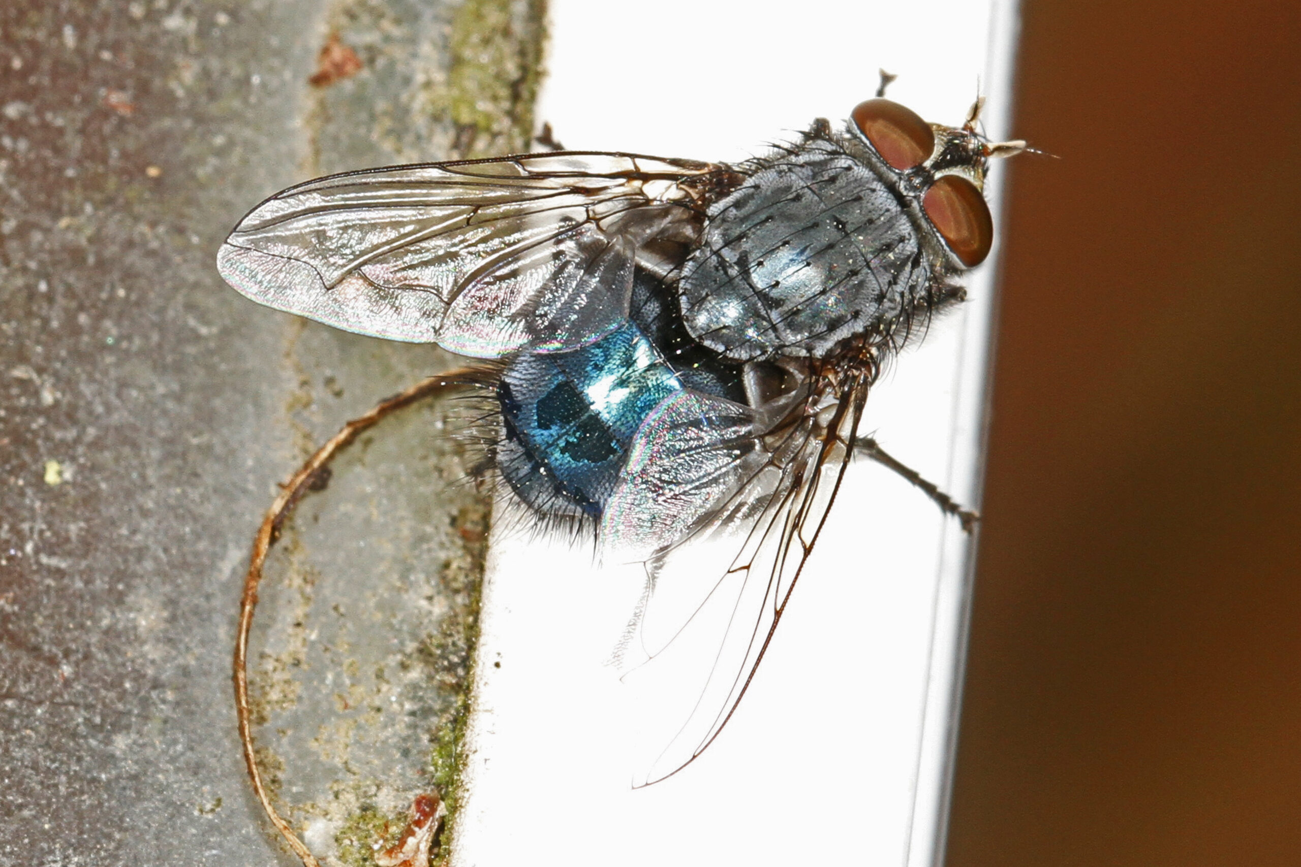 bzučivka obecná (Calliphora vicina)