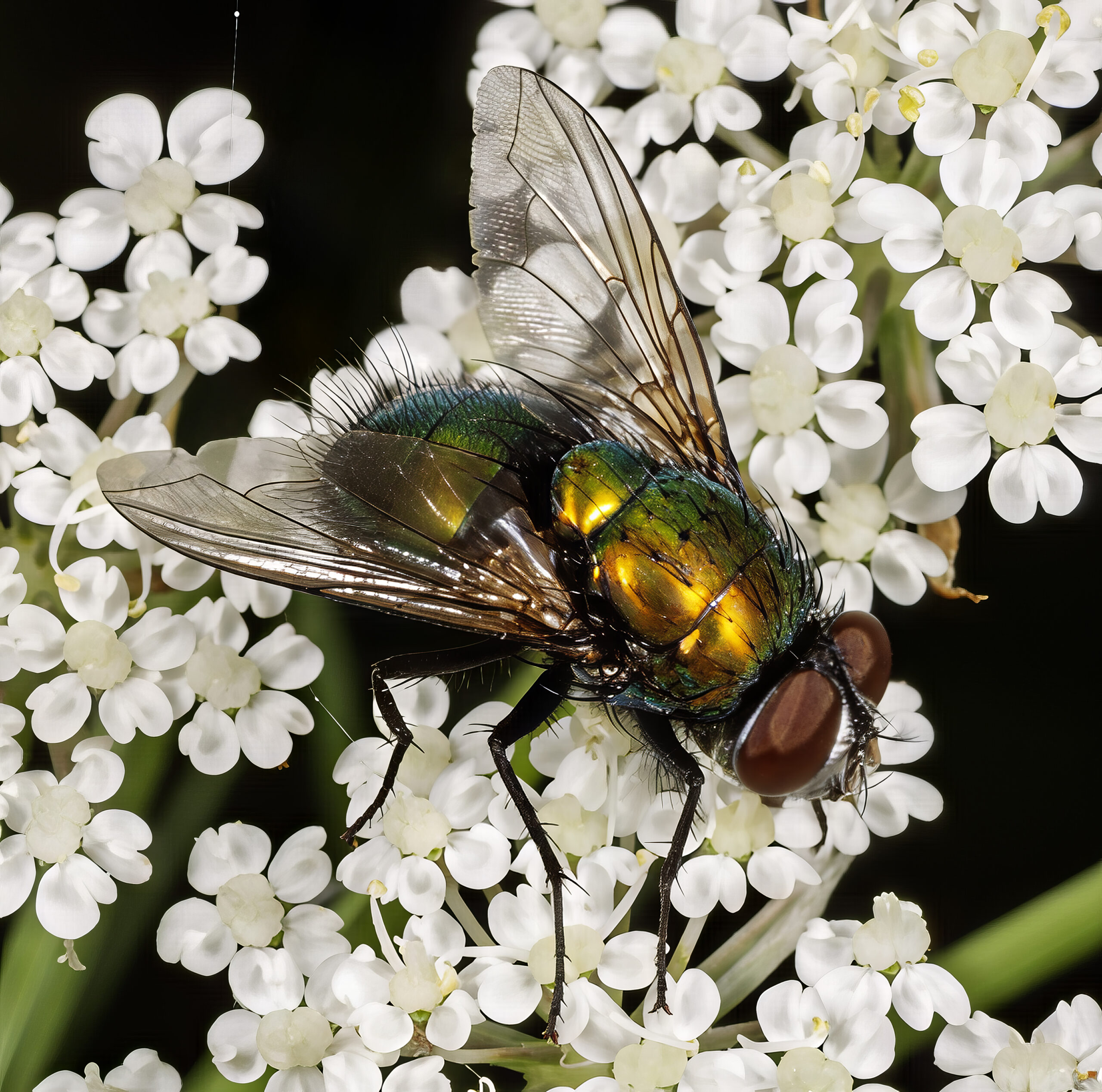 bzučivka zelená (Lucilia sericata)