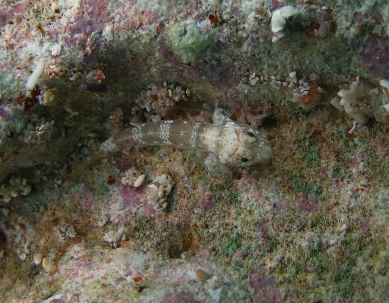 Cabillus tongarevae