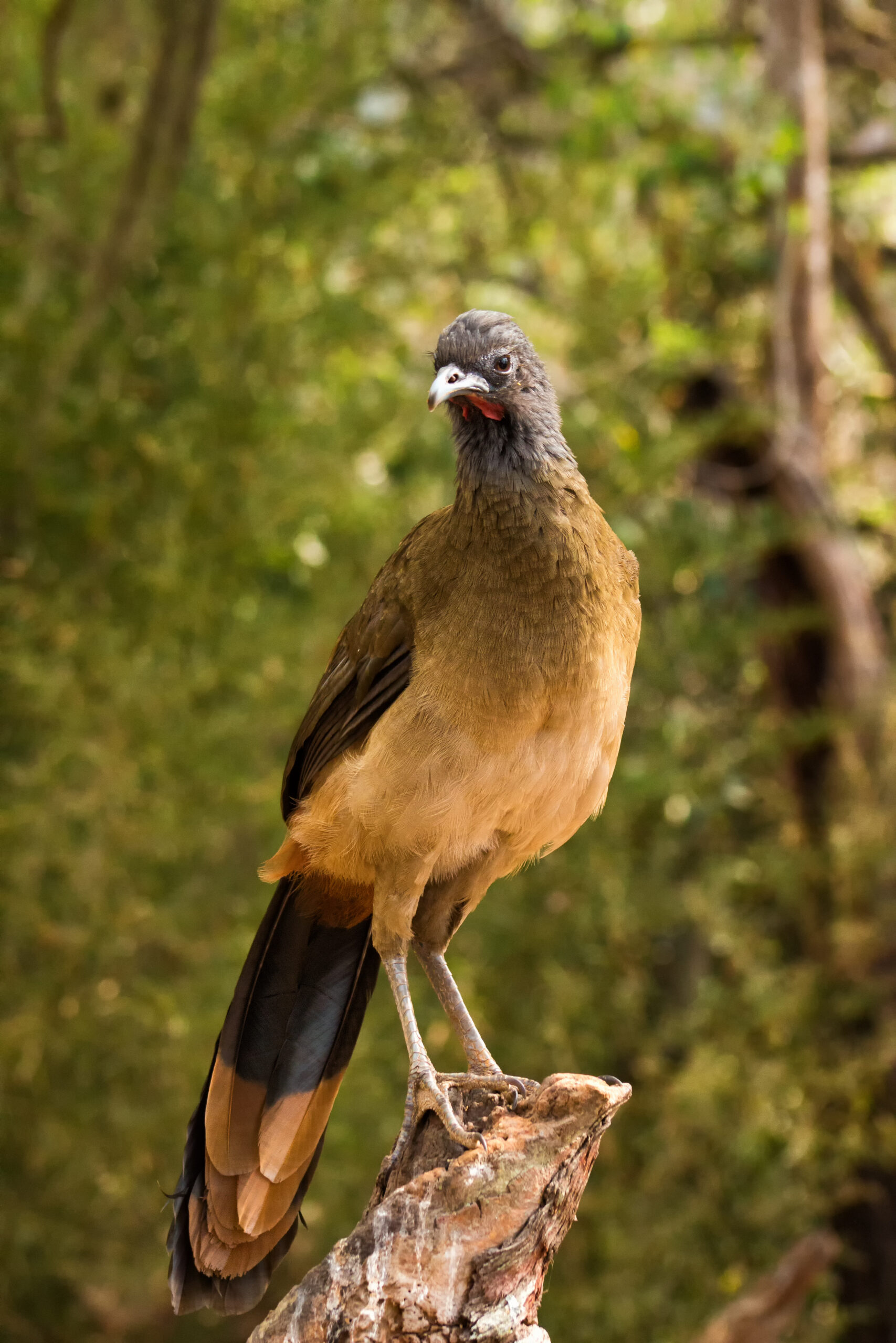 čačalaka rudořitá (Ortalis ruficauda)
