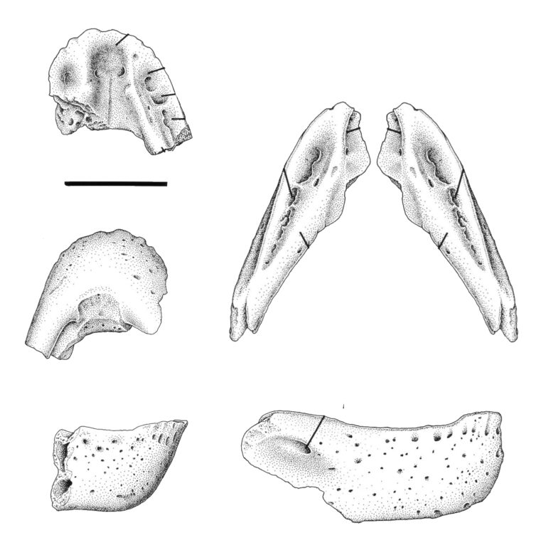 Caenagnathasia