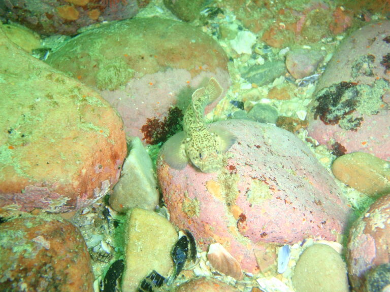 Caffrogobius caffer