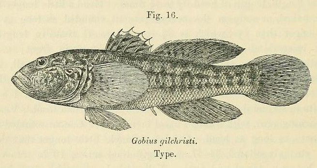 Caffrogobius gilchristi