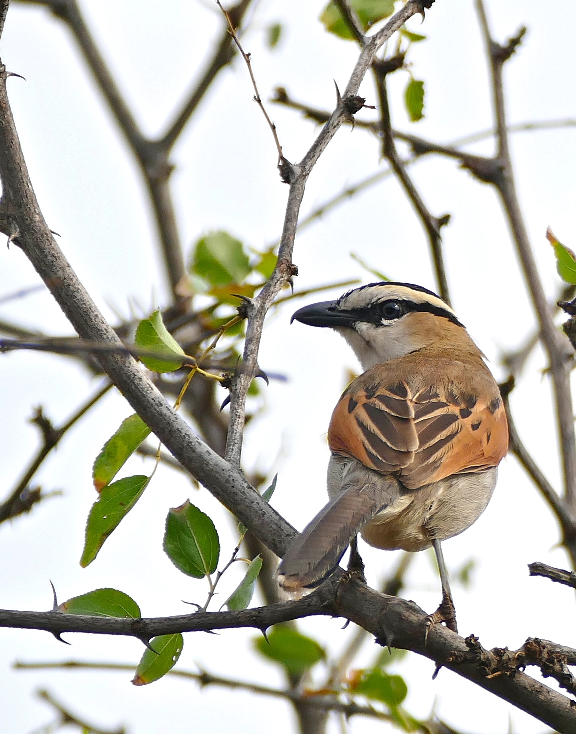 čagra černokorunkatý (Tchagra senegalus)