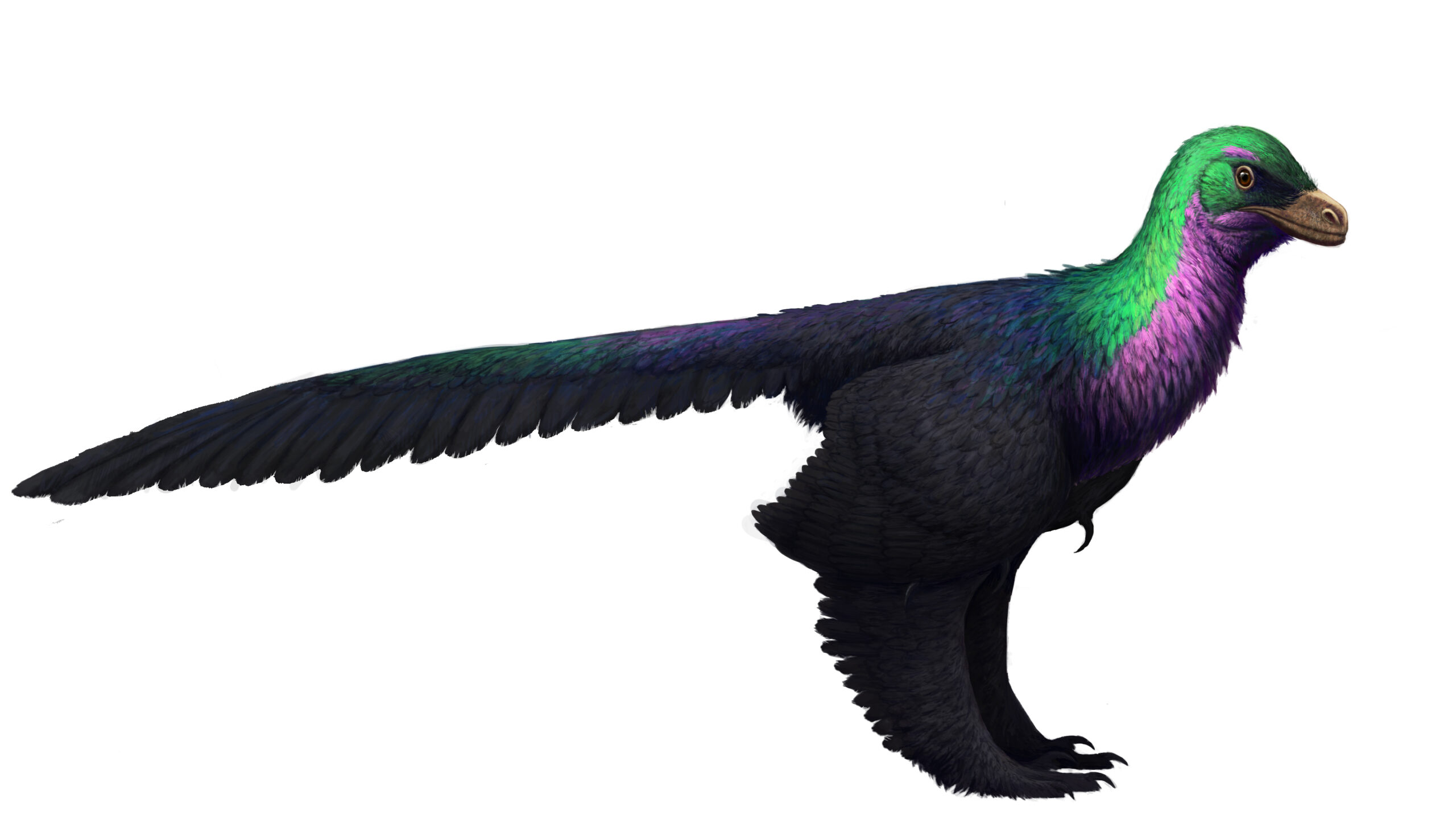 Caihong