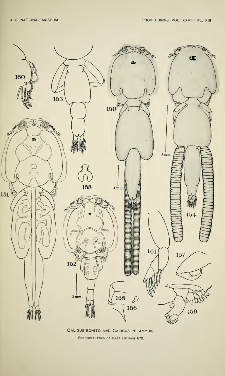Caligus bonito
