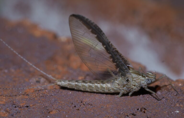 Callibaetis floridanus