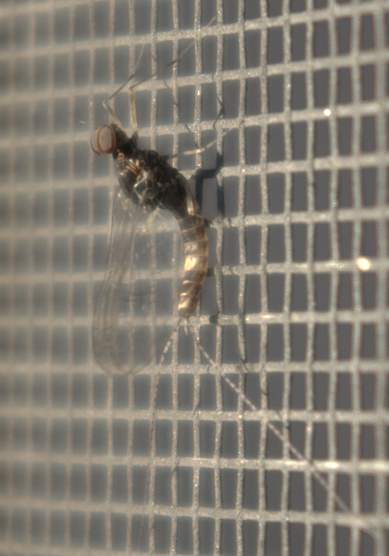 Callibaetis pictus