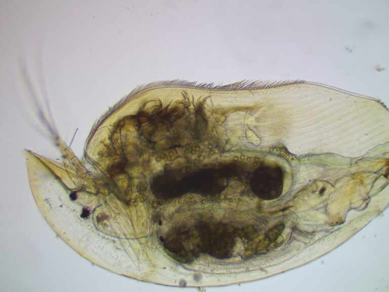 Camptocercus rectirostris