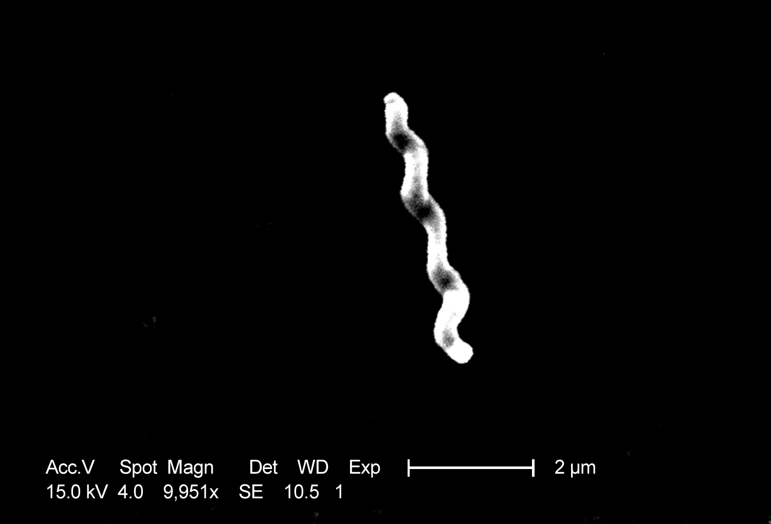 Campylobacter jejuni