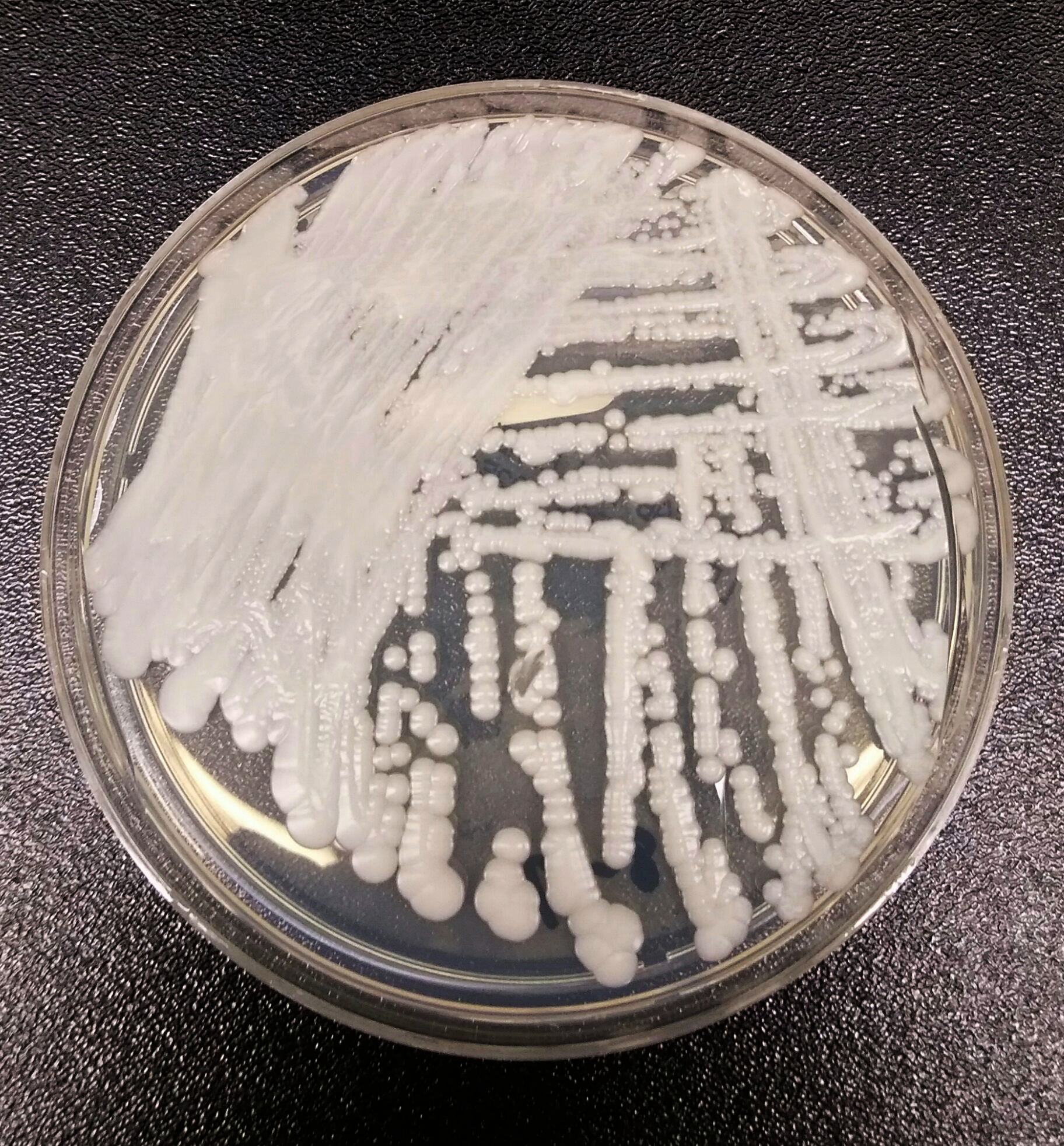 Candidozyma auris (Candida auris)