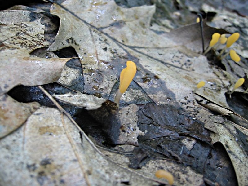 čapulka bahenní (Mitrula paludosa)