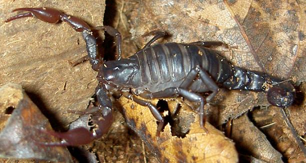 Caraboctonus keyserlingi Caraboctonus keyserlingi