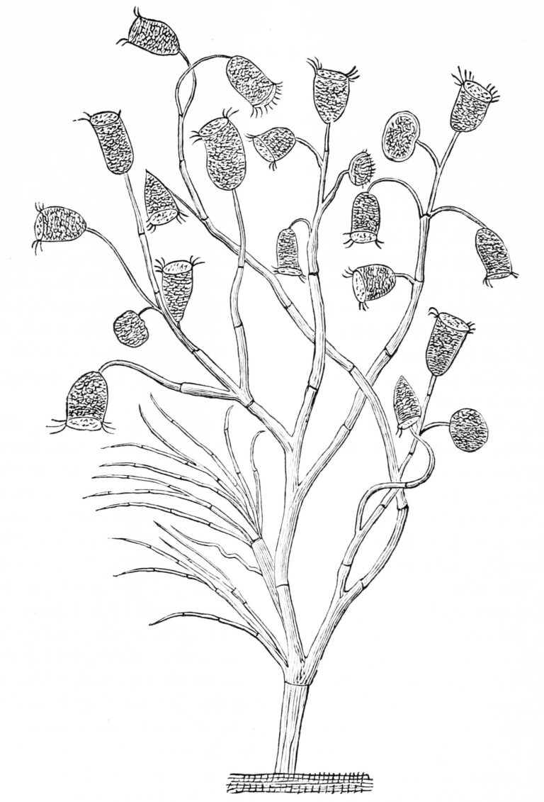 Carchesium polypinum Carchesium polypinum
