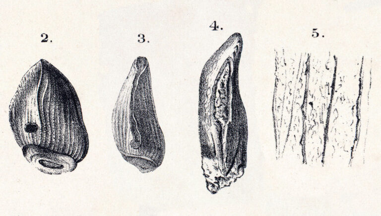 Cardiodon (Cardiodon)