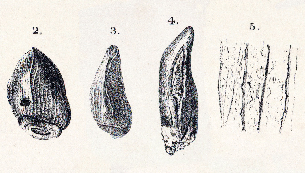 Cardiodon (Cardiodon)