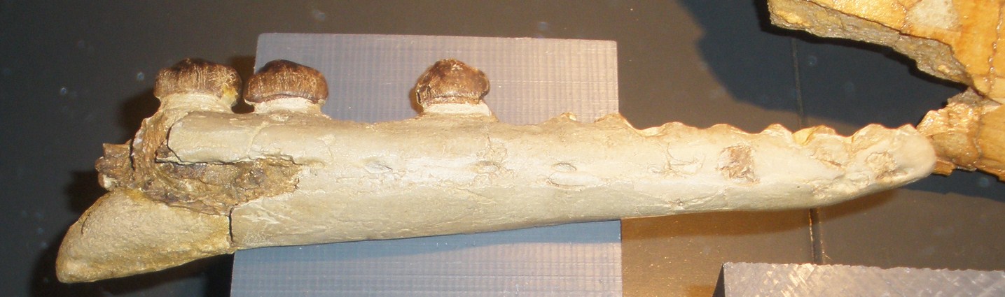 Carinodens (Carinodens)