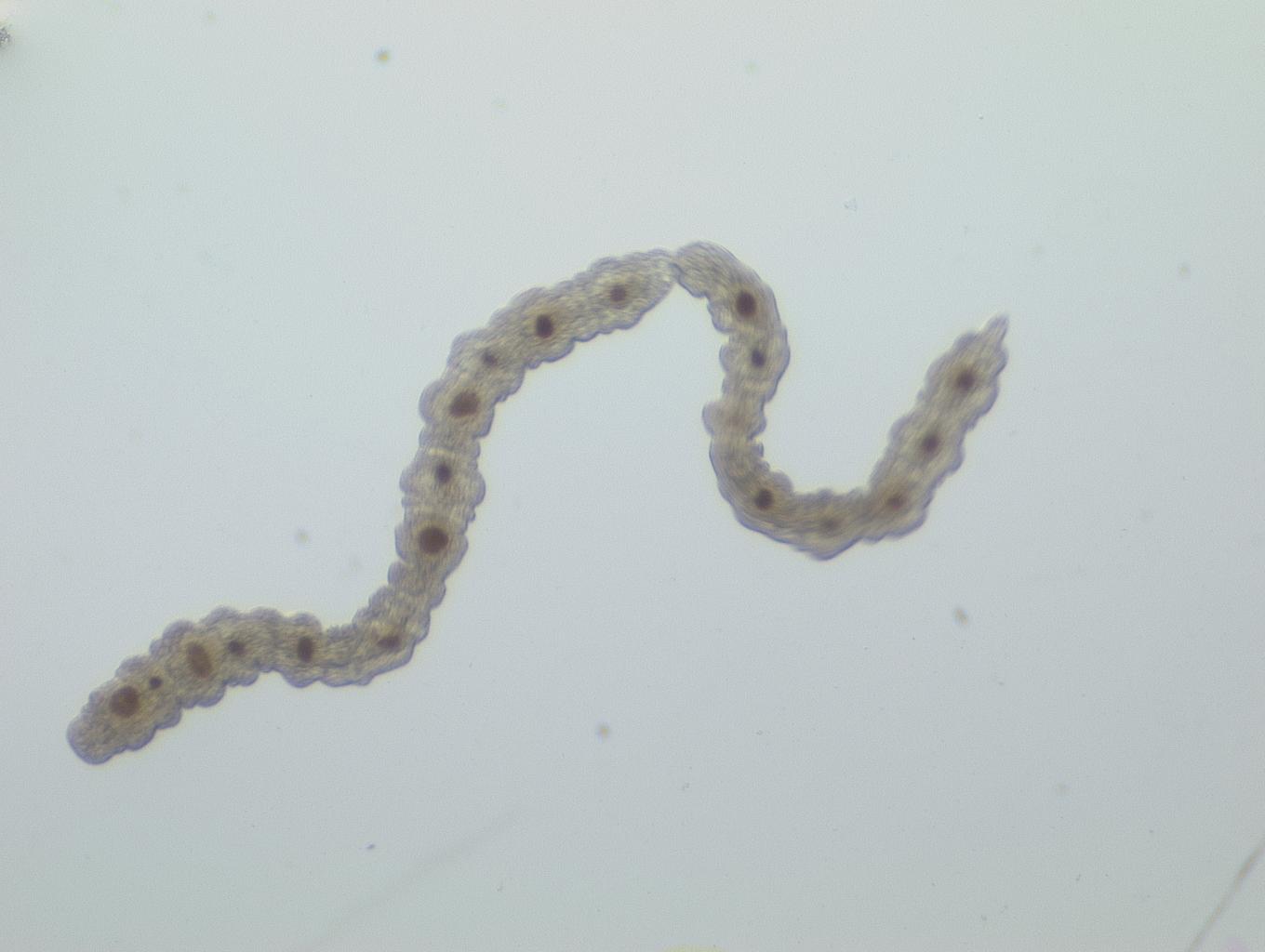 Catenula lemnae