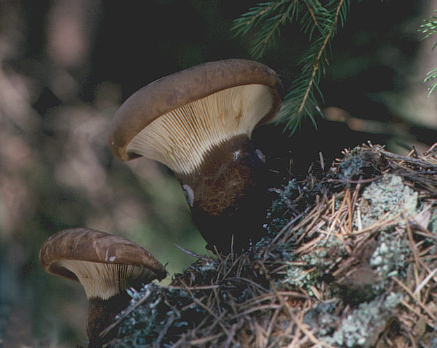 čechratka černohuňatá (Tapinella atrotomentosa)