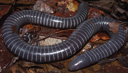 cecílie kroužkovaná cecílie kroužkovaná (Siphonops annulatus)