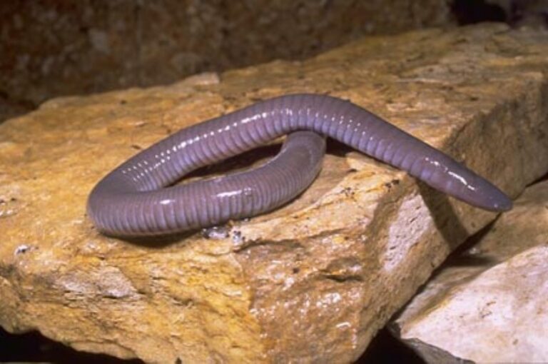 cecílie mexická cecílie mexická (Dermophis mexicanus)