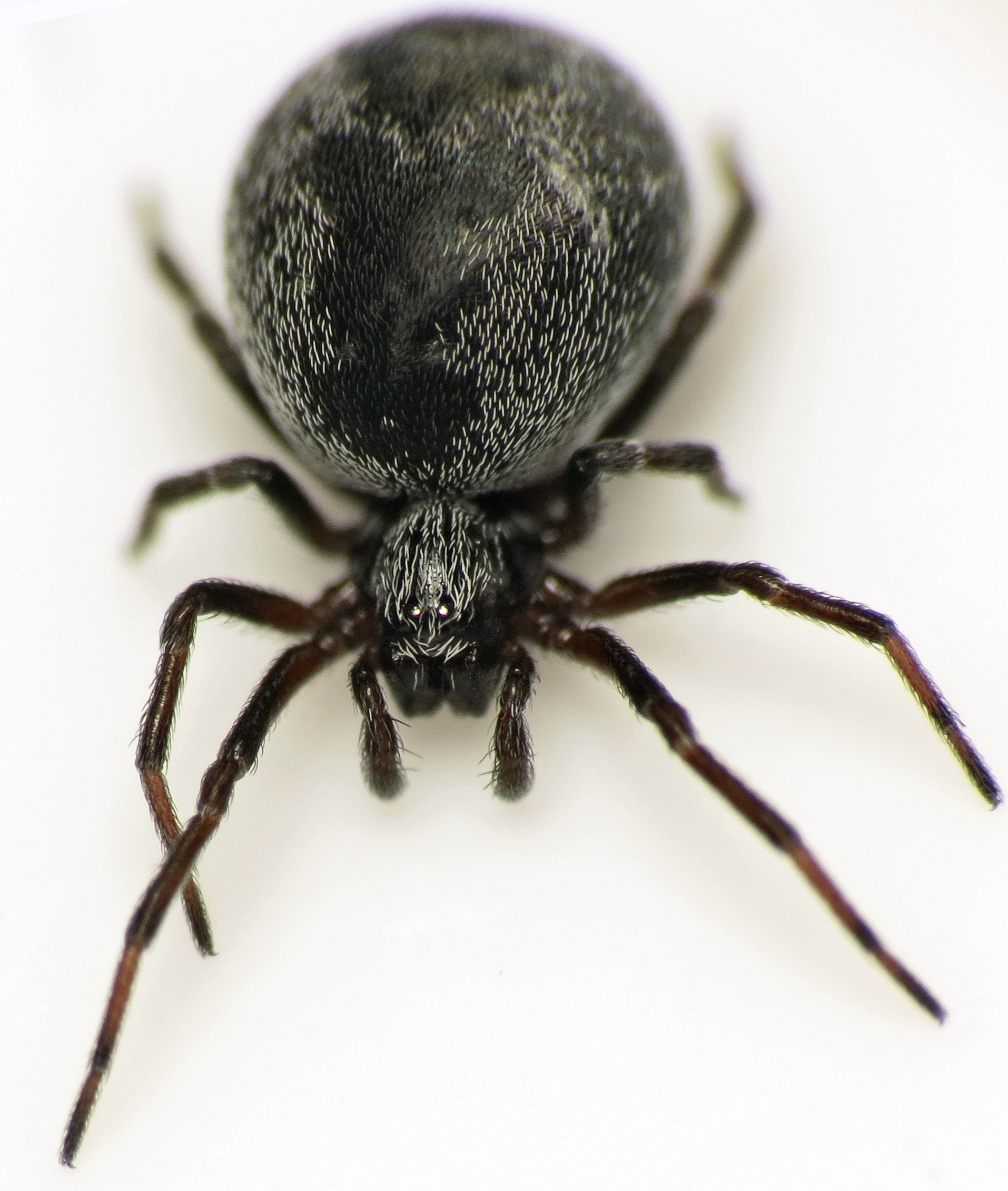 Cedivečka černá (Brigittea latens)