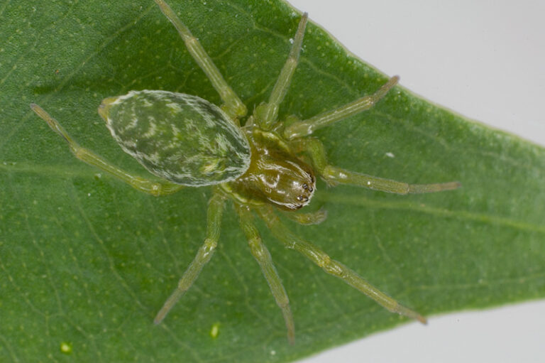 Cedivečka zelená (Nigma walckenaeri)