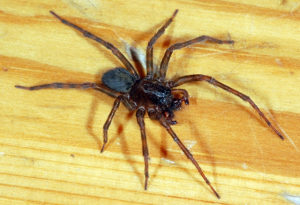 Cedivka domovní (Amaurobius ferox)