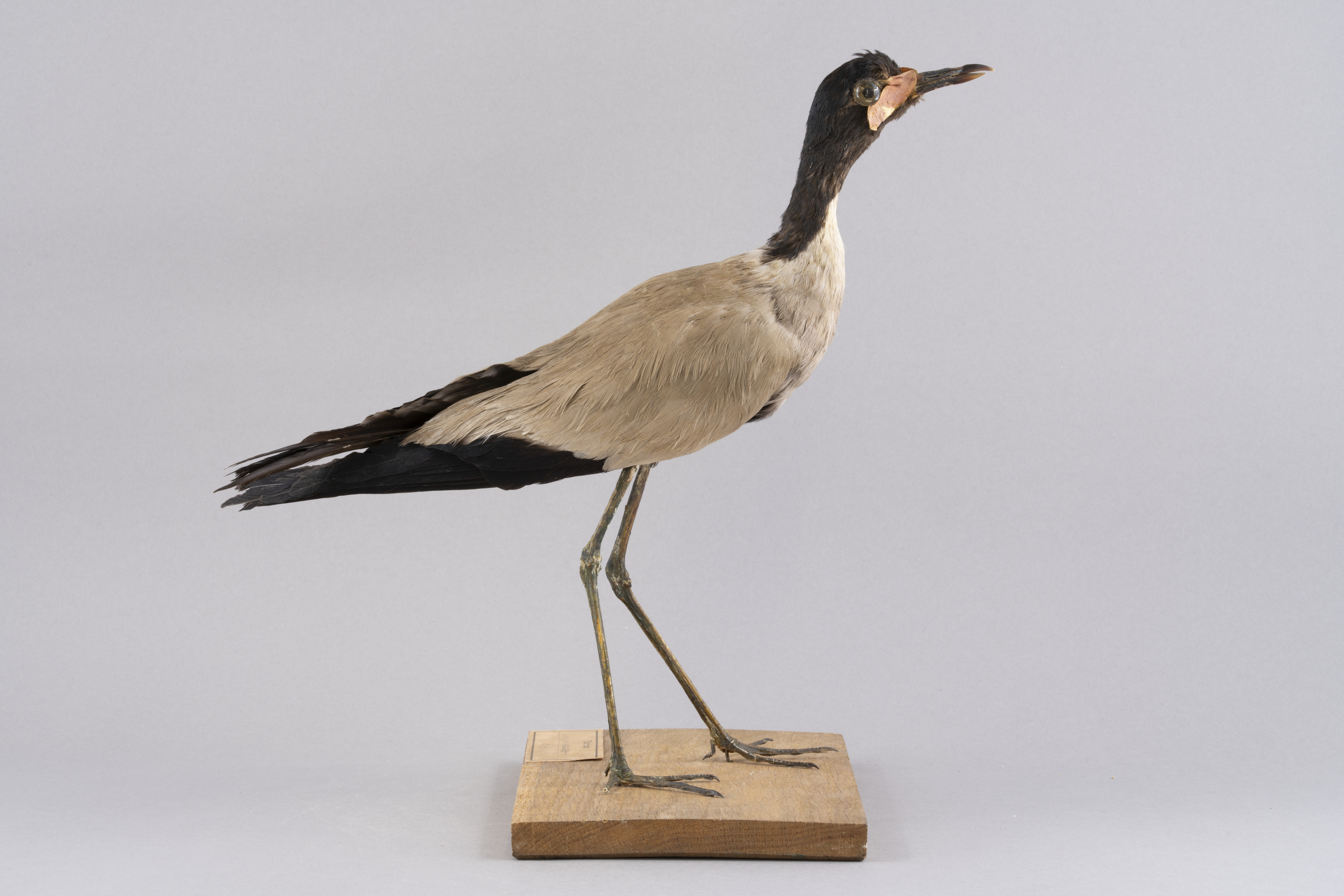 čejka jávská (Vanellus macropterus)